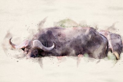 Africký buvol – akvarel od Arno Du Toit