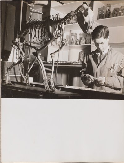 [Mladý muž stojí vedle zvířecí kostry] od Arnold Eagle