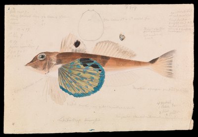 Motýl Gurnard, Lepidotrigla vanessa od Arthur Bartholomew