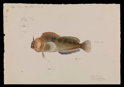Tasmanian Blenny, Parablennius tasmanianus od Arthur Bartholomew