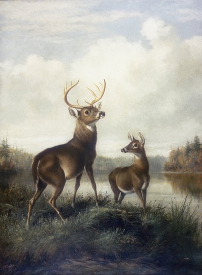Buck a Doe od Arthur Fitzwilliam Tait
