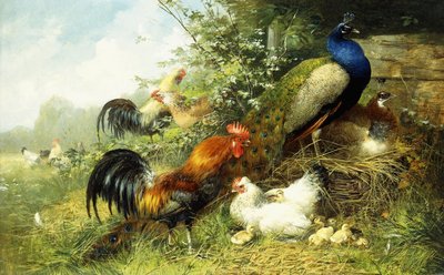 Fowl and Peacocks, 1899 od Arthur Fitzwilliam Tait