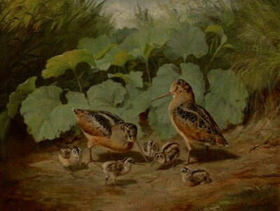 Woodcock a Young od Arthur Fitzwilliam Tait