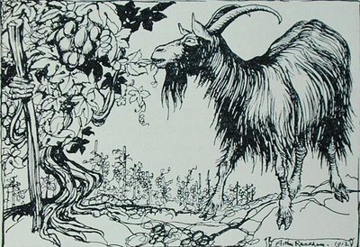 Koza a réva, ilustrace z 