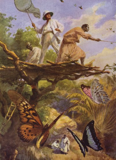Krásní motýli: Chytání Urania Rhiphoeus na Madagaskaru (barva litho) od Arthur Twidle