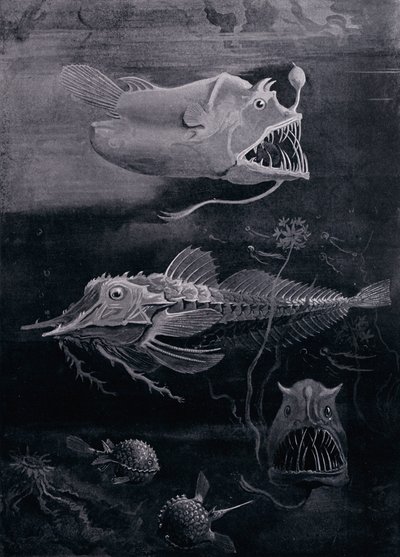 Hlubinné ryby od Arthur Twidle