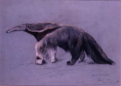 Velký mravenečník od Arthur Wardle