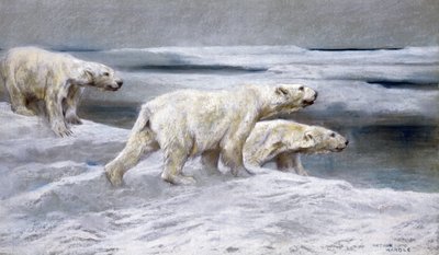 Lední medvědi, cca 1900 (barevné křídy na šedém papíře) od Arthur Wardle
