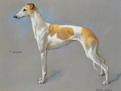 Bílá a plavá šampionka greyhound fena 