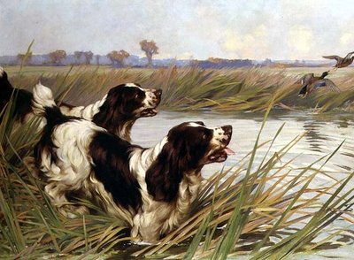 Dva Springers honí kachny divoké od Arthur Wardle
