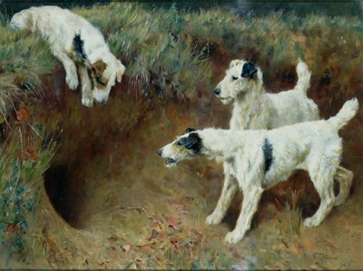 Drátosrstí foxteriéři od jezevčího setu od Arthur Wardle