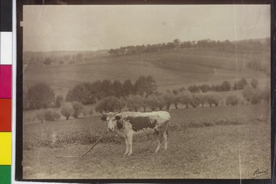 Kráva - sumec pinto od Artist Unknown