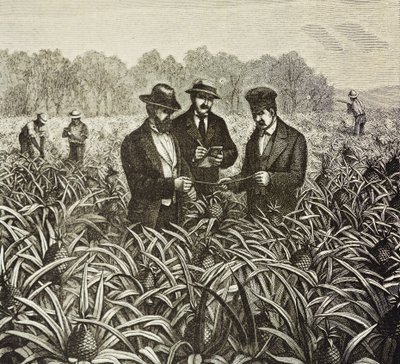 Anglie (19. století). Kolonizace (1880). Výsadba ananasu na Bahamách. Anglická kolonie na ostrově New Providence. Ananasy byly jedním z produktů na vývoz z přístavu Nassau, nejdůležitější. Rytina. Soukromá sbírka od Artist Unknown