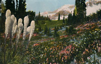 Indický Basket Grass rostoucí v Mount Rainier National Park, c1916 od Asahel Curtis