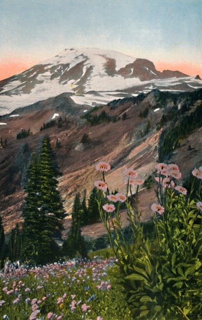 Purple Assters, v národním parku Mount Rainier, c1916 od Asahel Curtis