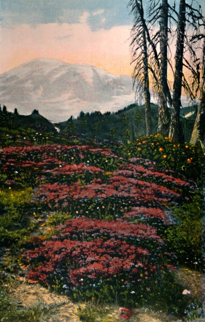 Purple Heather rostoucí Mount Rainier National Park, c1916 od Asahel Curtis