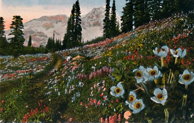 Sasanka v národním parku Mount Rainier, c1916 od Asahel Curtis
