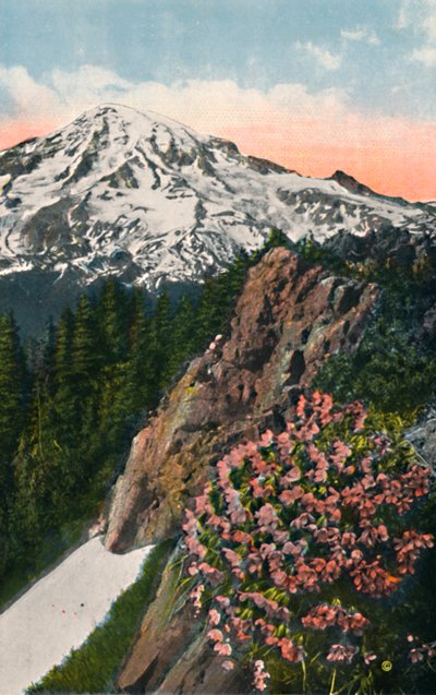 Primrose on Mount Rainier, c1916 od Asahel Curtis