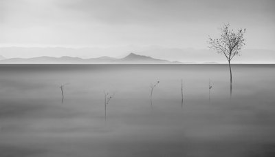 Zamlžené jezero a osamělý strom od Asef Azimaie