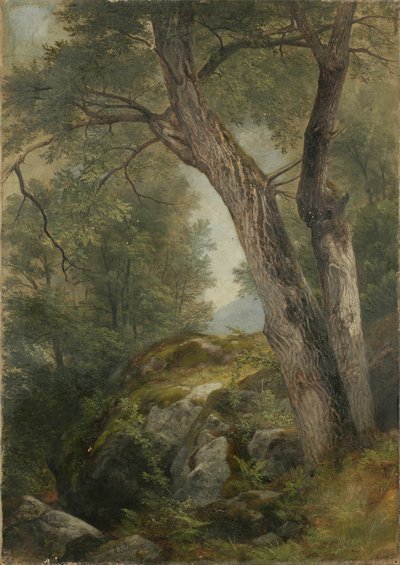 Butternut Tree v Haagu, Lake George, NY, 1862 od Asher Brown Durand
