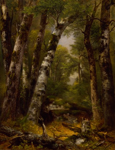 Woodland Glen, ca. 1850-1855. od Asher Brown Durand