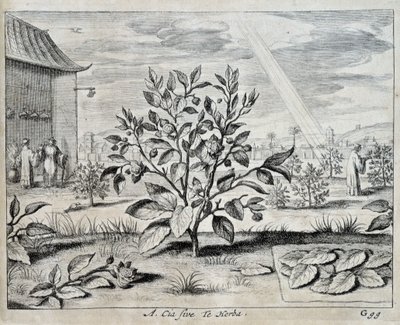 Le camellia - v "" Číně"" od Athanase Kircher (nebo Athanasius Kircheri) od Athanasius Kircher