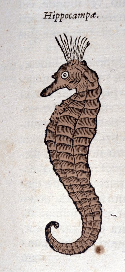 Reprezentace mořského koníka. Rytina z díla Athanasia Kirchera (1601 - 1680), jezuity, orientalisty a učence. od Athanasius Kircher