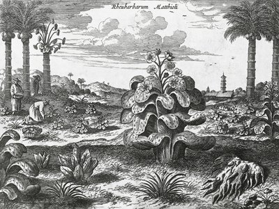 Rebarbora rostlina, rytina z čínských památek od Athanasius Kircher