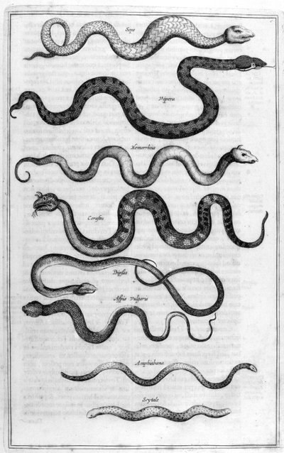 Druhy hadů, z Arca Noe od Athanasius Kircher