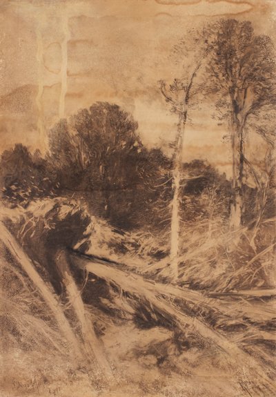 studie stromů od August Schaeffer von Wienwald