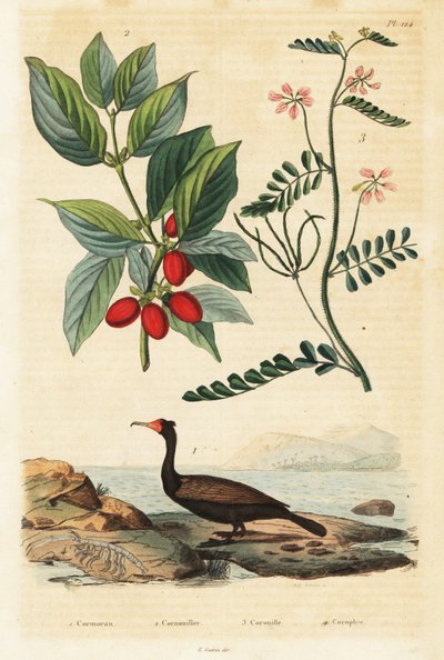 Kormorán, třešeň kornelová a vikev štíří, 1834-1839 (rytina) od Auguste Dumenil