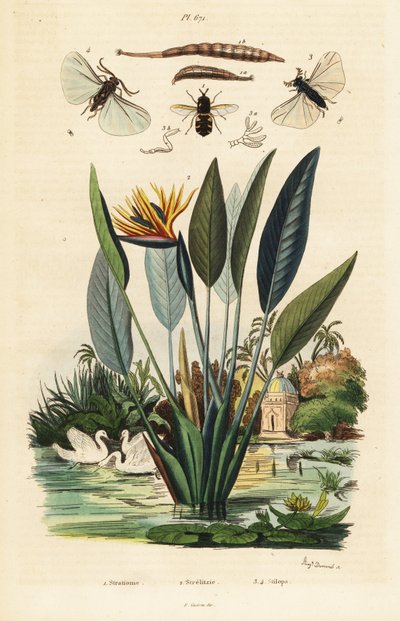 Soldierfly, jeřáb květina a, 1834-1839 (rytina) od Auguste Dumenil