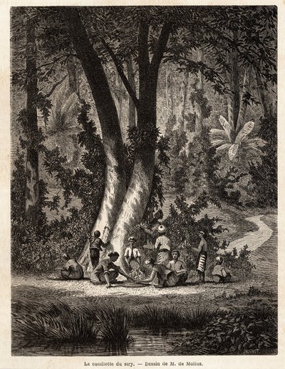 Sběr Syri neboli betel, jehož vápnem potažený plech je nezbytný pro výrobu místního Chic. Kresba M. de Molins pro ilustraci jeho cesty na Jávu od Auguste de Molins