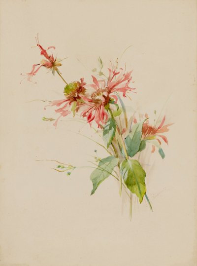 Bergamot nebo Bee Baum, konec 19.-začátek 20. století. od Austa Densmore Sturdevant