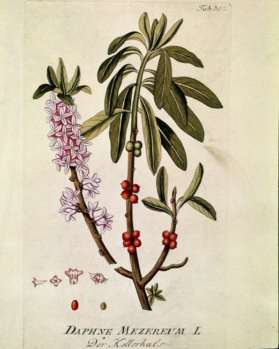 Botanická: "Bois-joli"" (Bois joli) (nebo Bois-gentil, Bois gentile) (Daphne mezereum) Prkno tažené z "Medicinalium secundum Linnaei digestarum"" Joseph Jacobi Plenck (1735-1807) 1788-1803 Soukromá sbírka od Austrian School