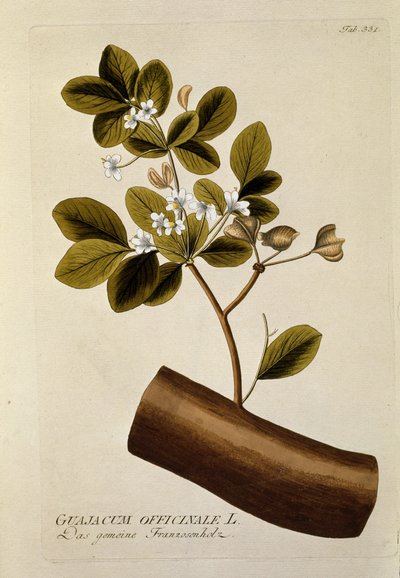 Botanická: "Guajacun officinale" Talíř čerpaný z "" Medicinalium secundum Linnaei digestarum" Joseph Jacob Plenck (1735-1807) 1788-1803 Soukromá sbírka od Austrian School