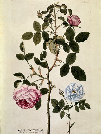 Botanická: Růže se stovkou listů (Rosa centifolia) Talíř čerpaný z „Medicinalium secundum Linnaei digestarum““ Joseph Jacobi Plenck (1735-1807) 1788-1803 Soukromá sbírka od Austrian School