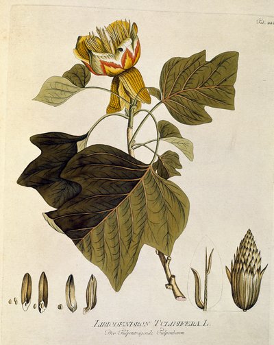 Botanický: "Tulipán virginský" (Liriodendron tulipifera) Prkno čerpáno z knihy "Medicinalium secundum Linnaei digestarum" od Josepha Jacobiho Plencka (1735-1807) 1788-1803 Soukromá sbírka od Austrian School