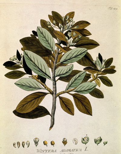 Botanický: "zimní kůra" (Wintera aromatica) Prkno čerpáno z knihy "Medicinalium secundum Linnaei digestarum" od Josepha Jacobiho Plencka (1735-1807) 1788-1803 Soukromá sbírka od Austrian School