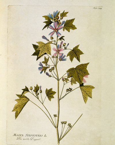 Botanická: "velký purpurový" (Malva sylvestris) talíř čerpaný z "" Medicinalium secundum Linnaei digestarum" od Josepha Jacoba Plencka (1735-1807) 1788-1803 Soukromá sbírka od Austrian School