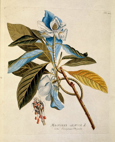 Botanická: "Magnolia" talíř čerpaný z "" Medicinalium secundum Linnaei digestarum" Joseph Jacob Plenck (1735-1807) 1788-1803 Soukromá sbírka od Austrian School