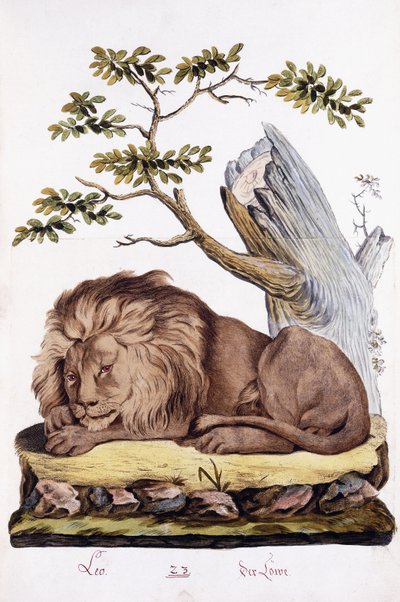 Lev, 1794 od Austrian School