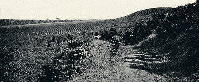 Cafezal, 1895 od Axel Frick