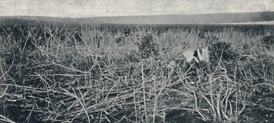 Manioková plantáž, 1895 od Axel Frick