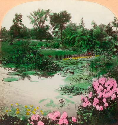 Lily Pond, Tower Grove Park, St. Louis, Mo., U.S.A., 1897. od B. L. Singley
