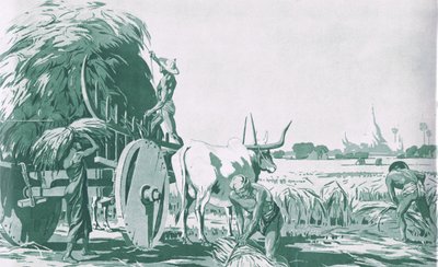 Rýžové pole v Barmě, z plakátů školy MacMillan, cca 1950-60 (litho) od Ba Nyan