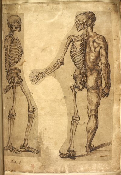 Přidat. 5259, f.19, Lidská kostra a poloviční postava, z 