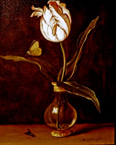 Jeden tulipán ve váze od Balthasar van der Ast