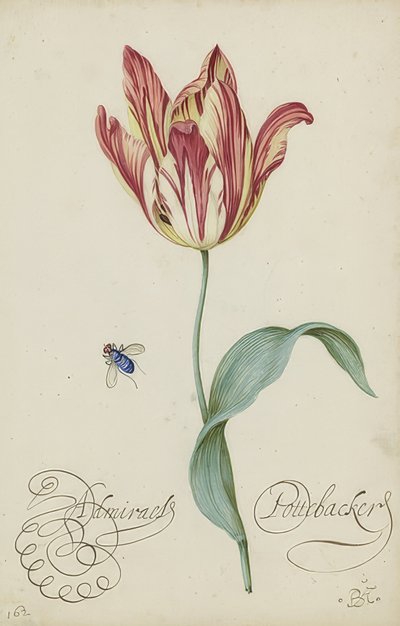 Studie tulipánu a mouchy. 1620-29 od Balthasar van der Ast