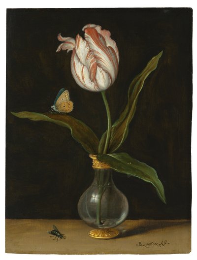 Tulipán 